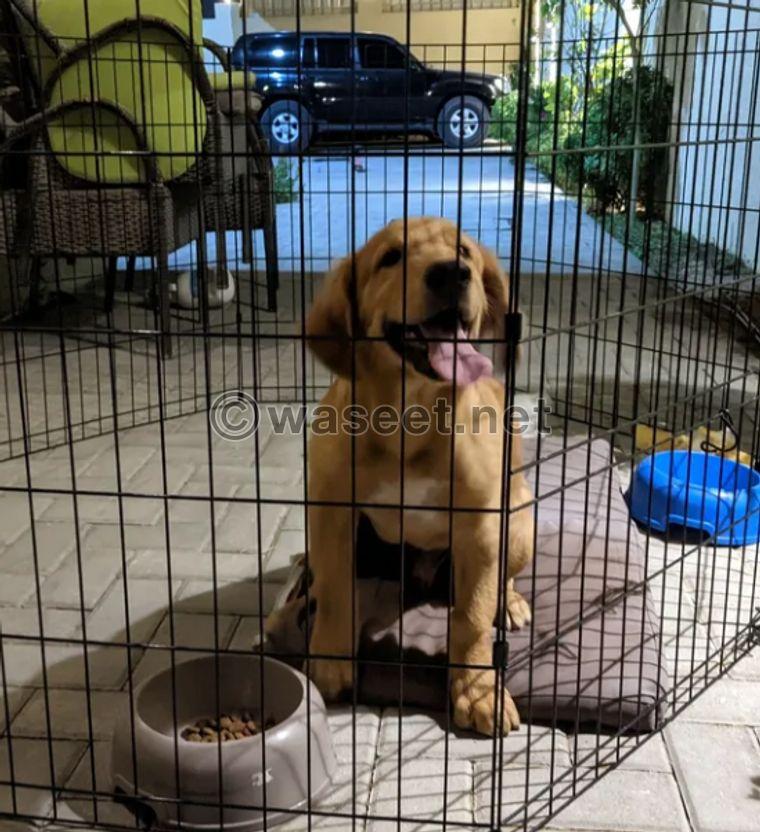 Labrador dog for sale 0