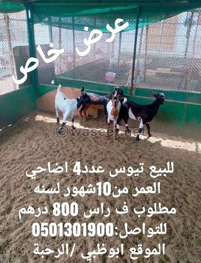 For sale goats sacrifices 0
