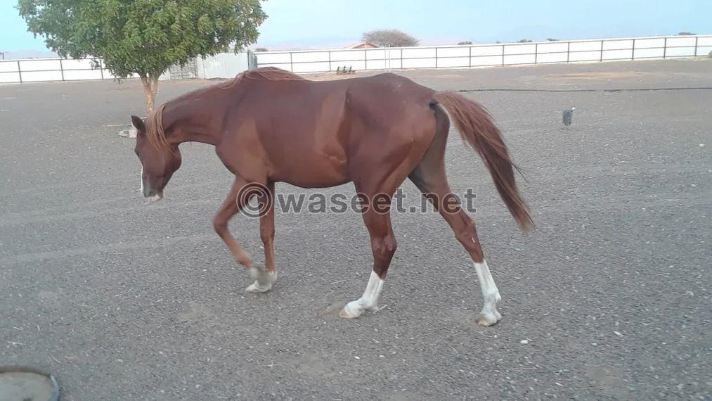 For sale stallion horse 1