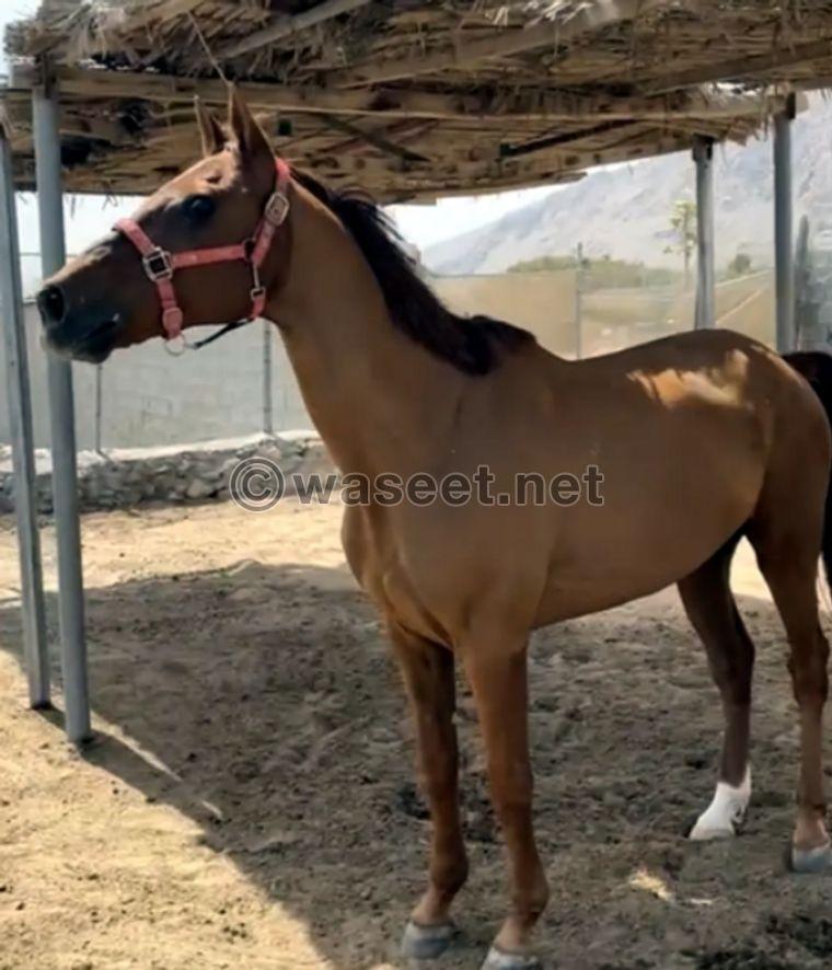 French horse for sale 0