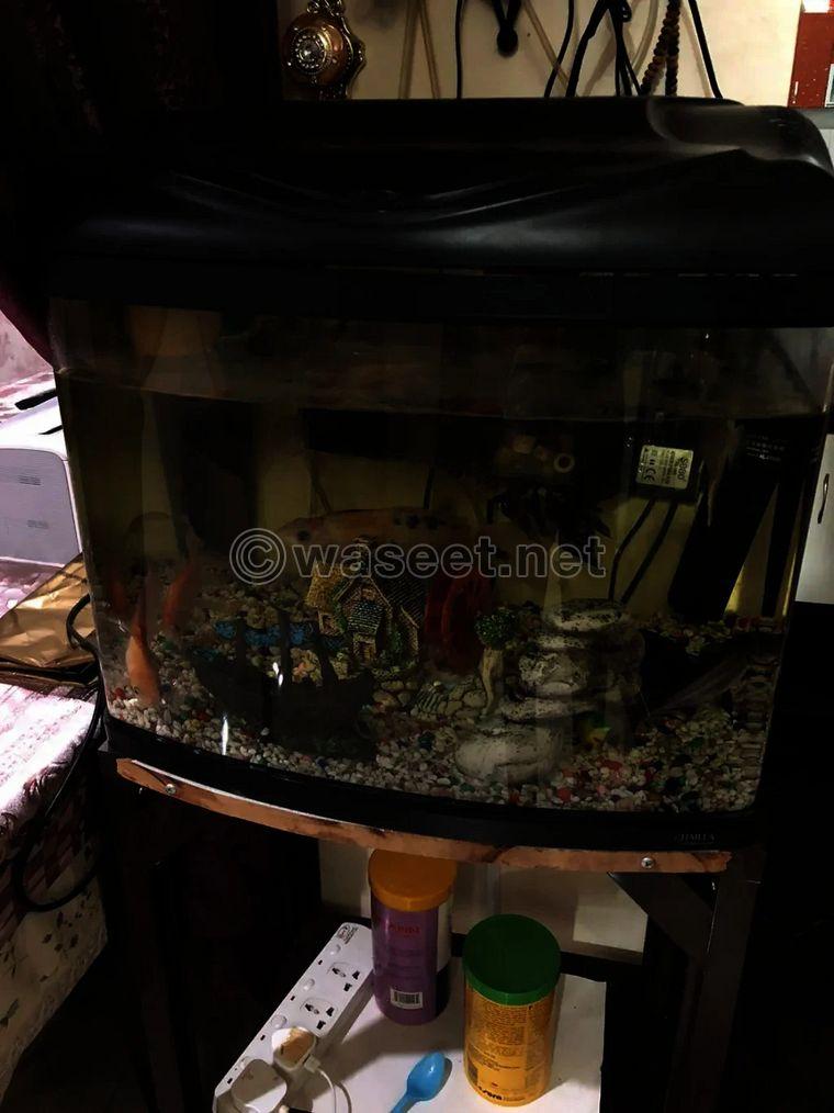 For sale fish tank with fish 0