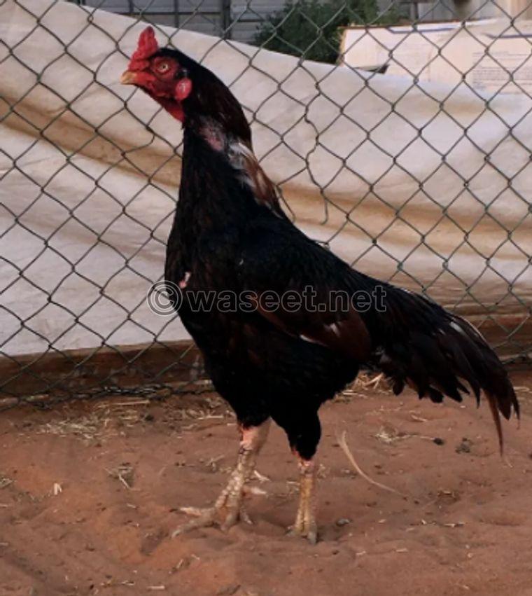 For sale pakistani rooster 0