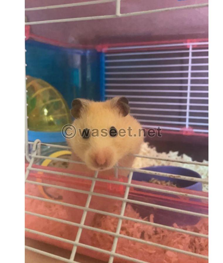 For sale male and female hamster 0