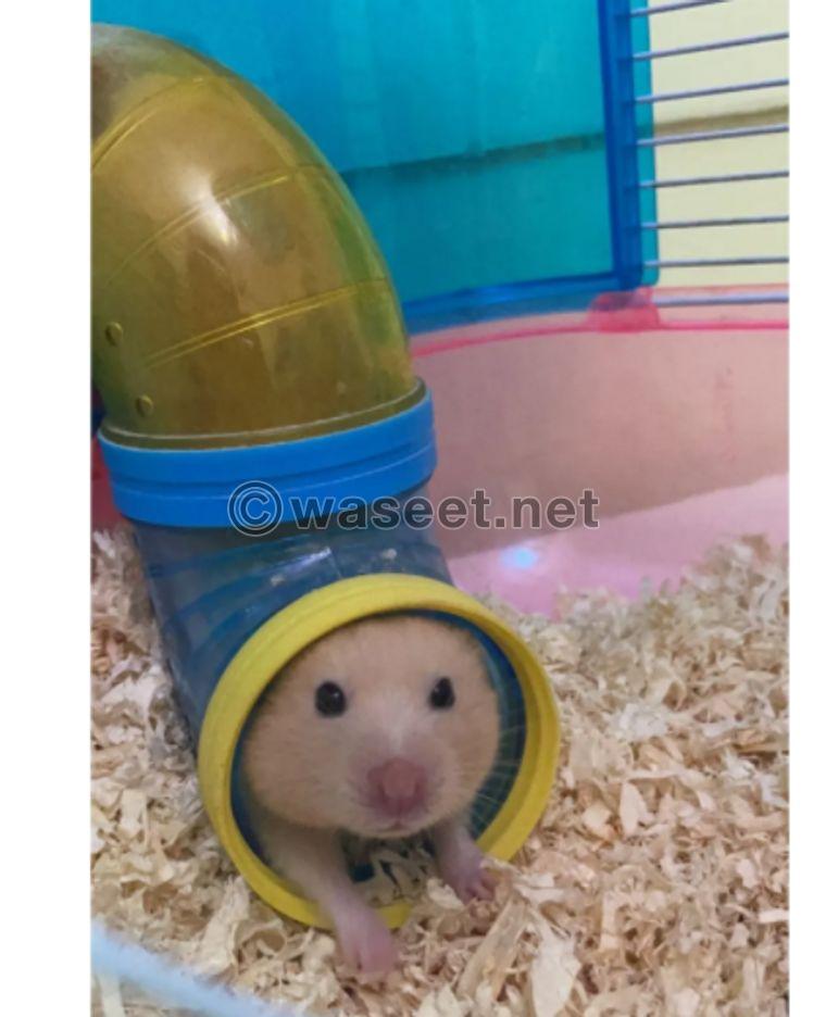 For sale male and female hamster 1