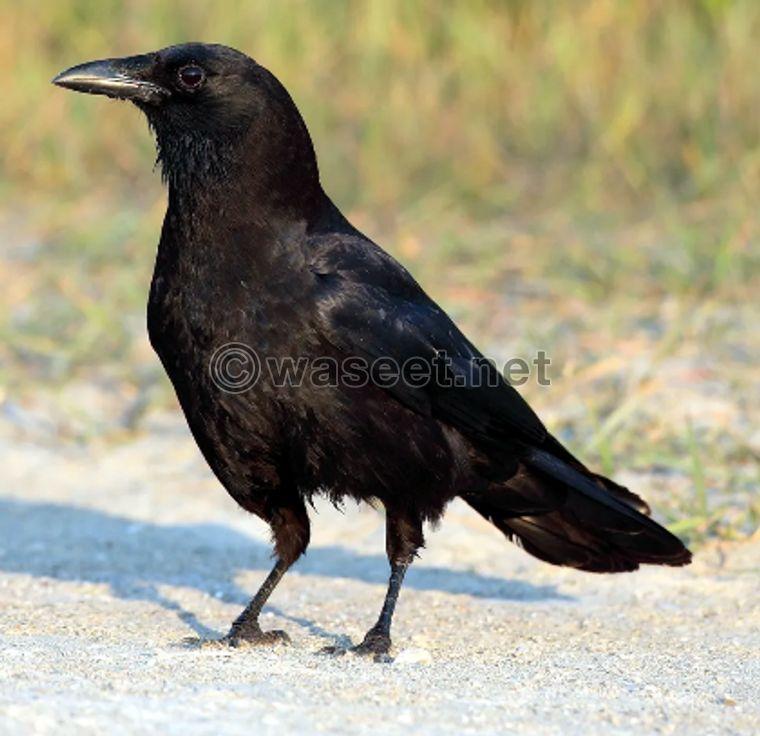 Crow for sale 0