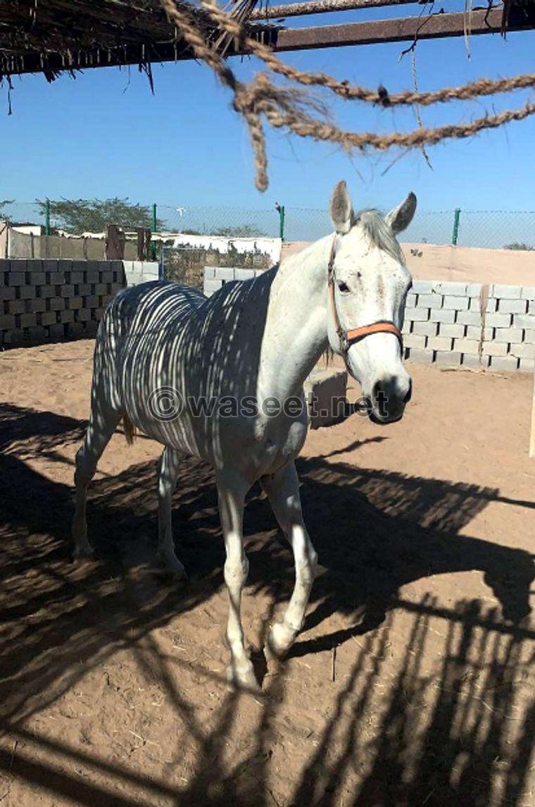 For sale Arabian horse 0