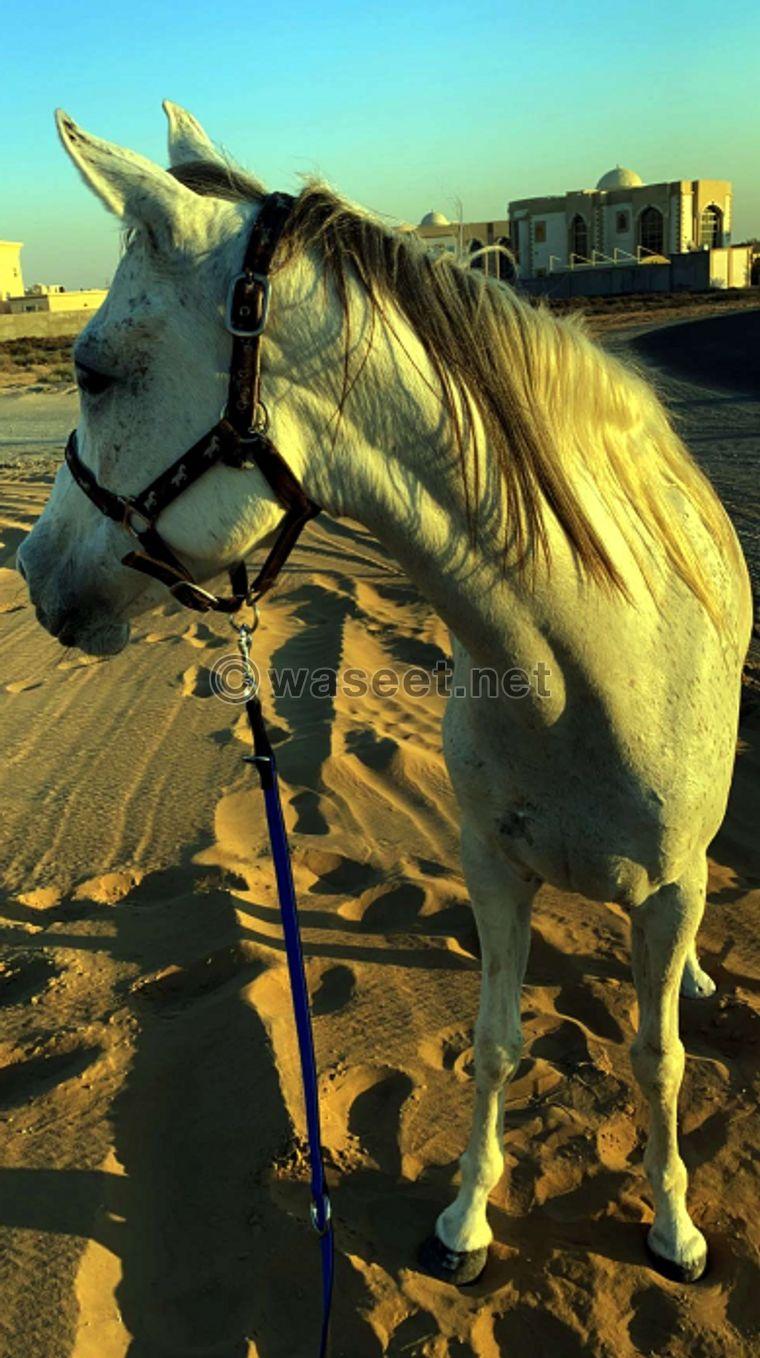 For sale Arabian horse 1