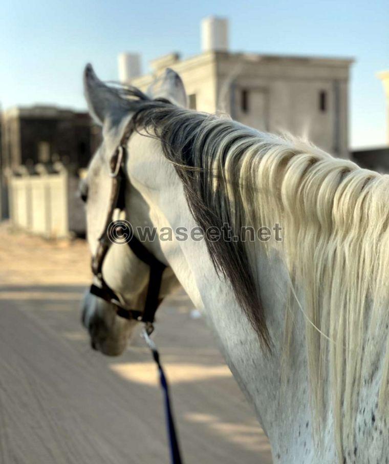 For sale Arabian horse 2