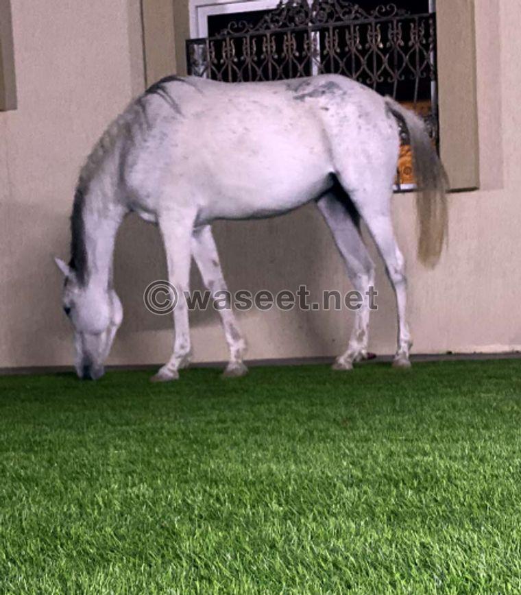 For sale Arabian horse 3