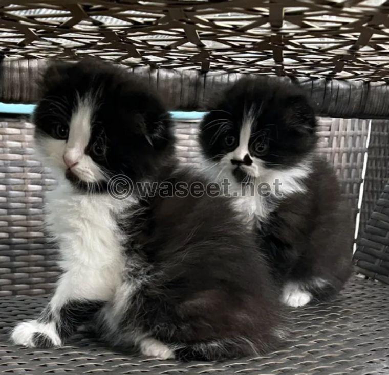 For sale persian cat 0