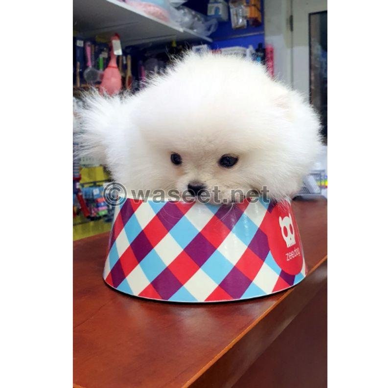 Pomeranian dog for sale 0