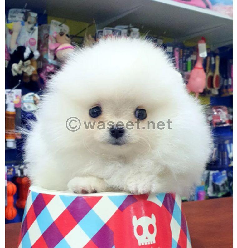 Pomeranian dog for sale 1