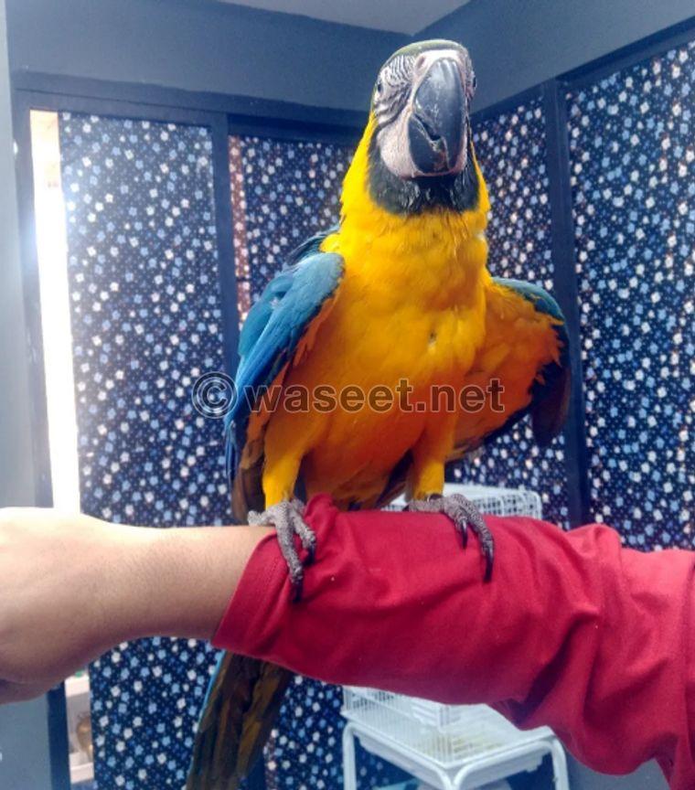 For sale macaw female 0