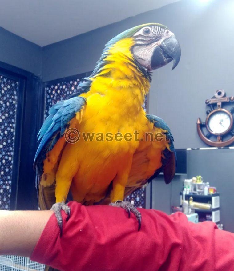 For sale macaw female 1