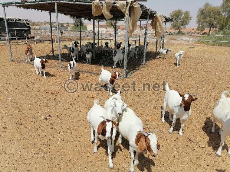 African goats for sale 0