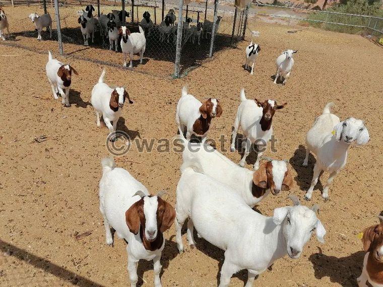 African goats for sale 1