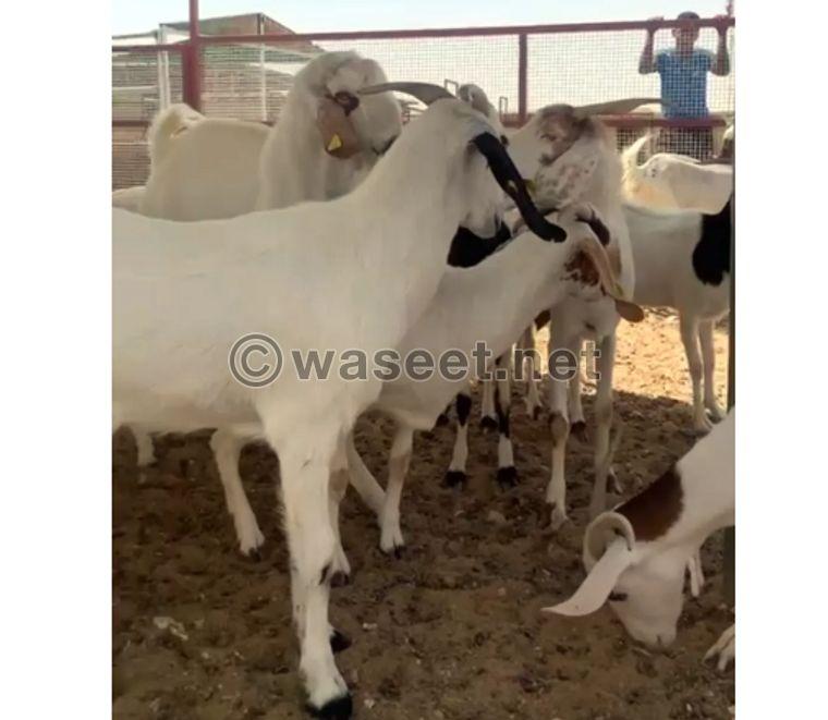 Pakistani goats for sale 0