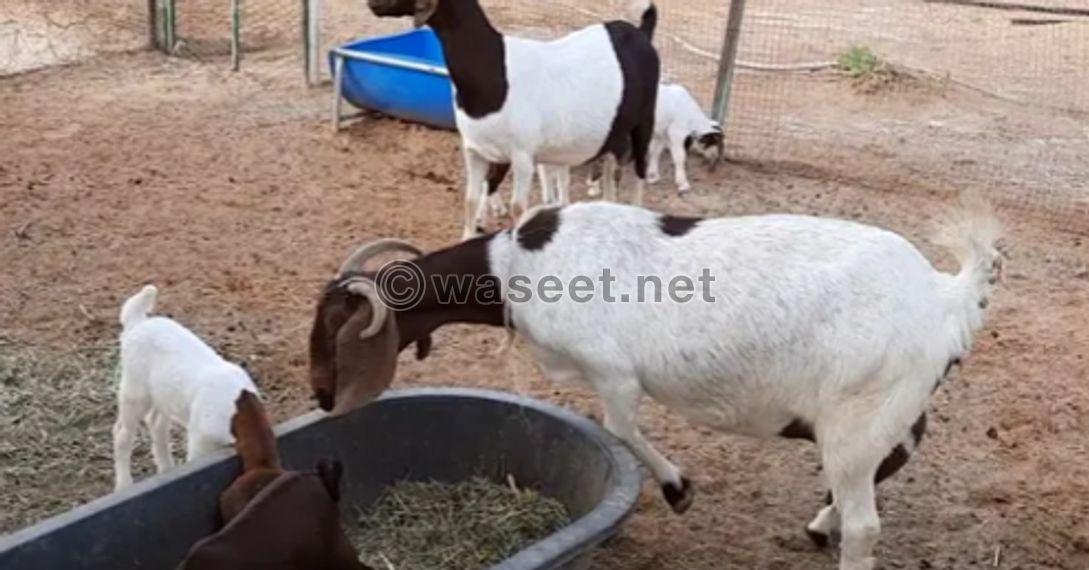 Bogot pure goats for sale 0