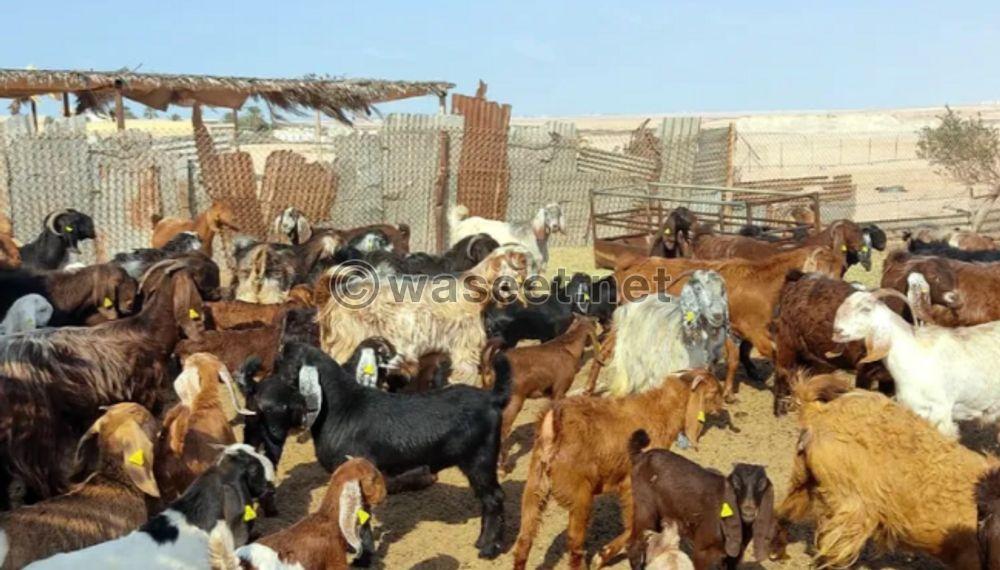 Syrian goats class for sale 0