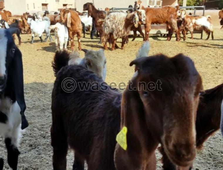 Syrian goats class for sale 1