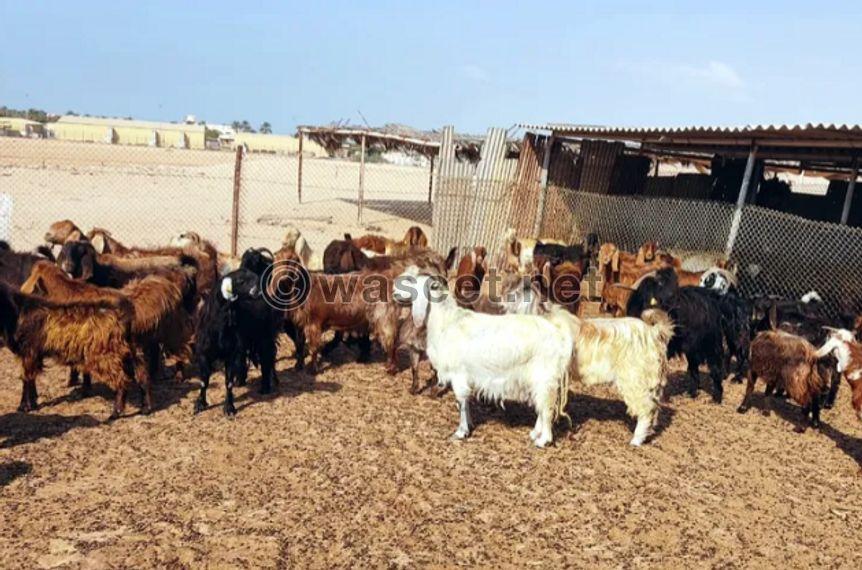 Syrian goats class for sale 2