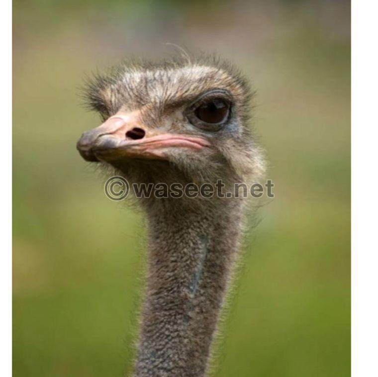 African ostrich for sale 0