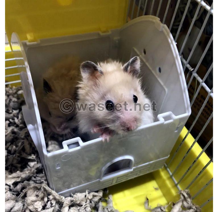 Syrian hamster for sale 0