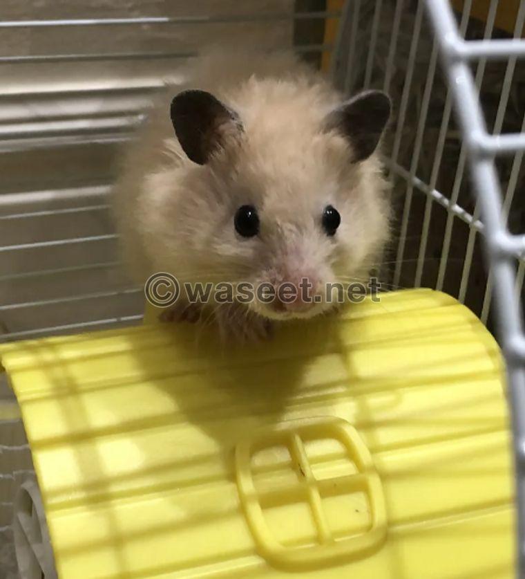 Syrian hamster for sale 1