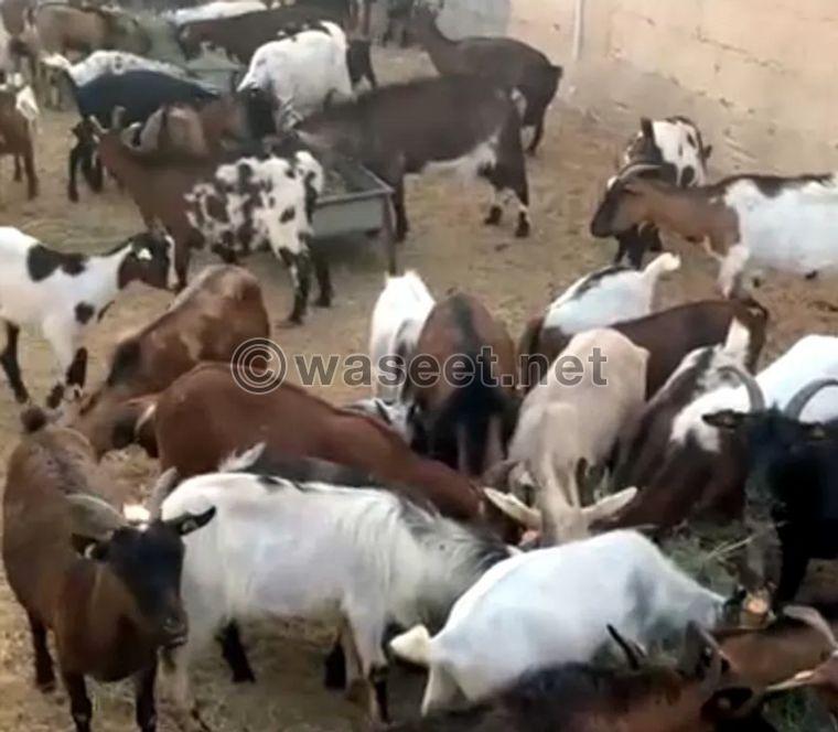 Arrival of a shipment of goats for sale 0