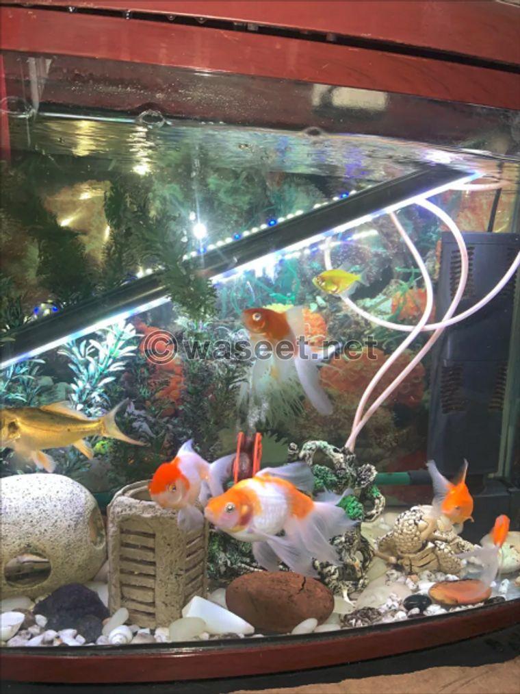Fish tank for sale 0