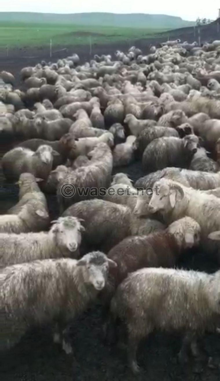 Sheep For Import 1