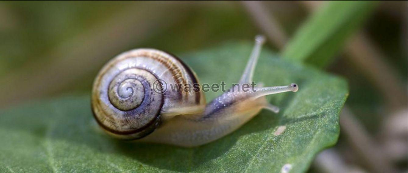 snail for sale 0