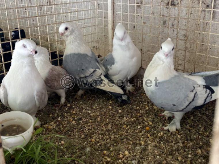 11 pigeons for wholesale 1