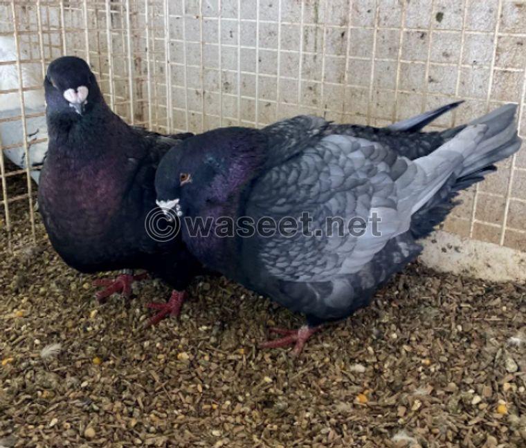 11 pigeons for wholesale 2