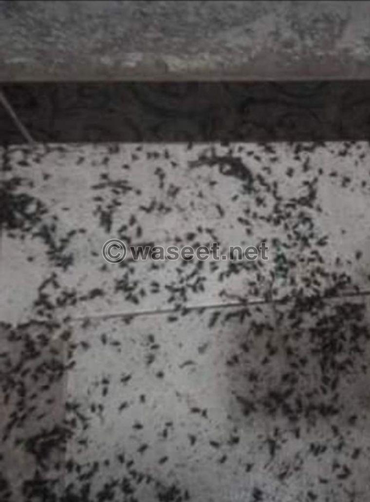 Spray insects and sterilize 1