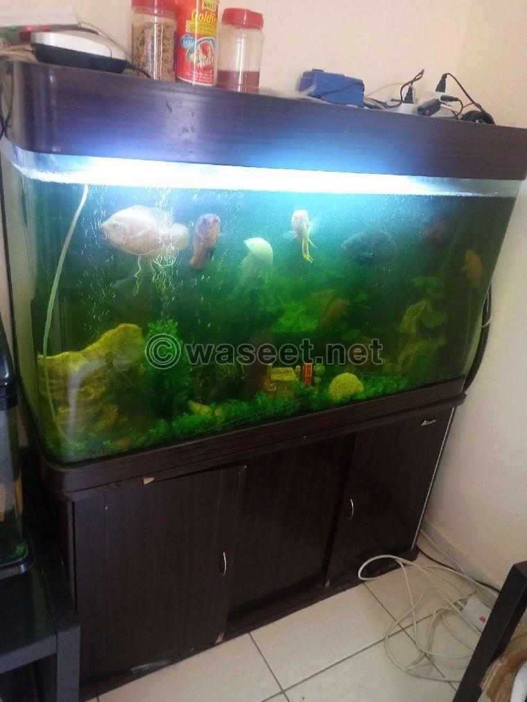 2 fish tanks 0
