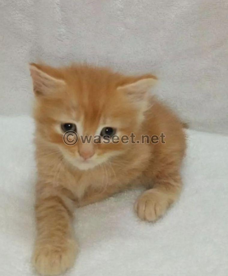 5 cute cats for sale 2