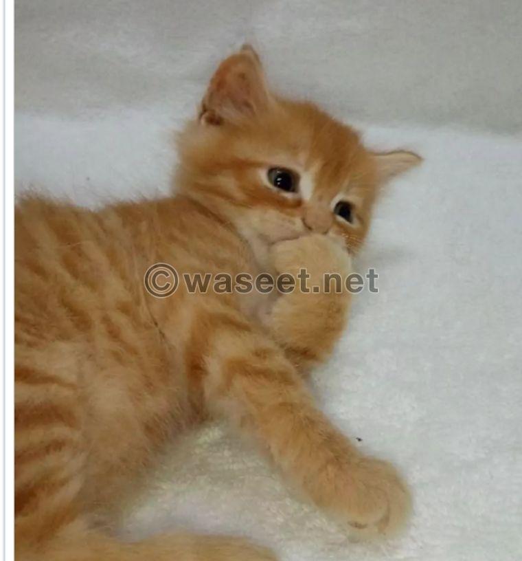 5 cute cats for sale 4