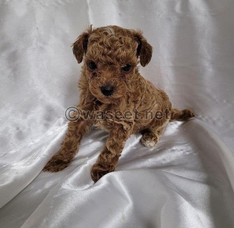 Adorable Mini Poodle Puppies for sale 1