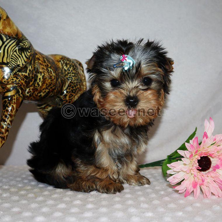 Adorable Yorkshire Puppies for sale 1