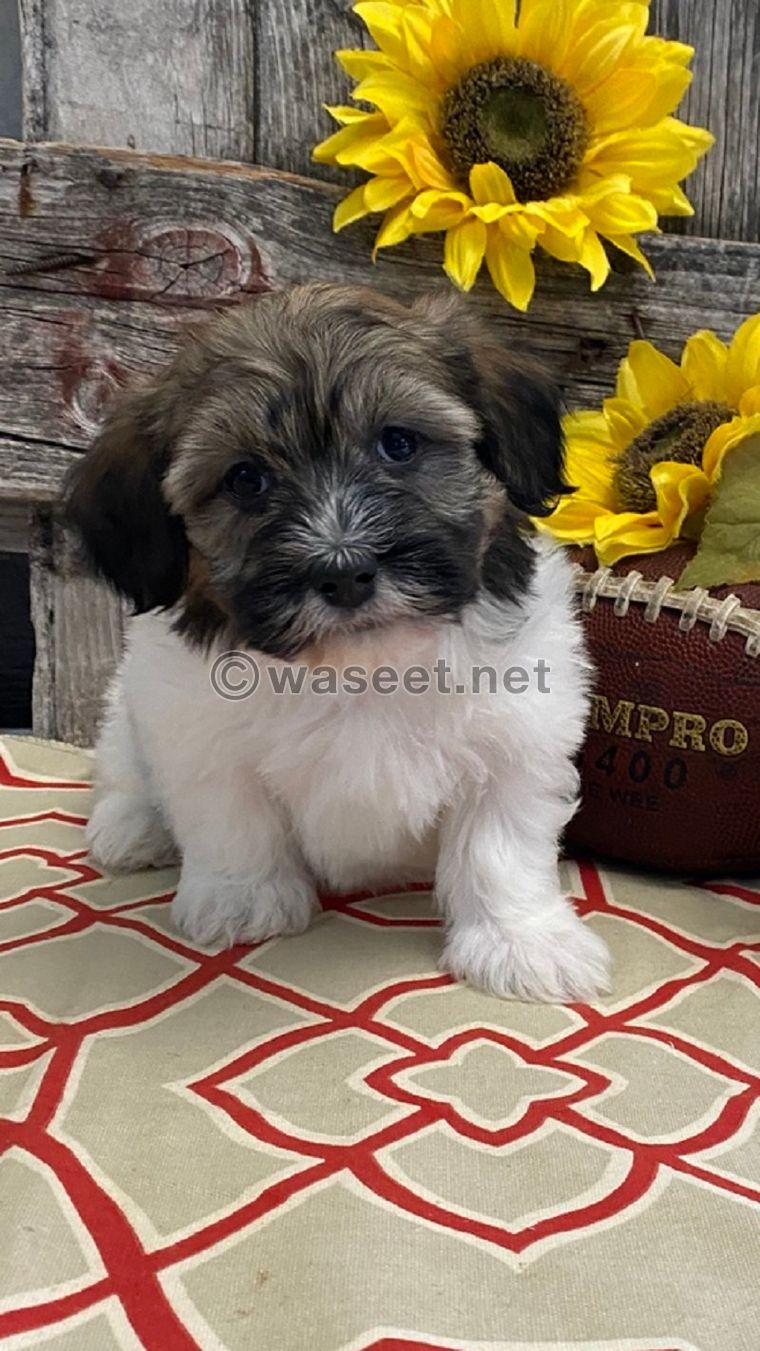 Fluffy Havanese Puppies Available 2