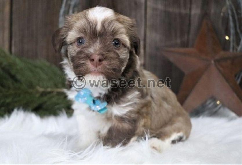 Fluffy Havanese Puppies Available 1