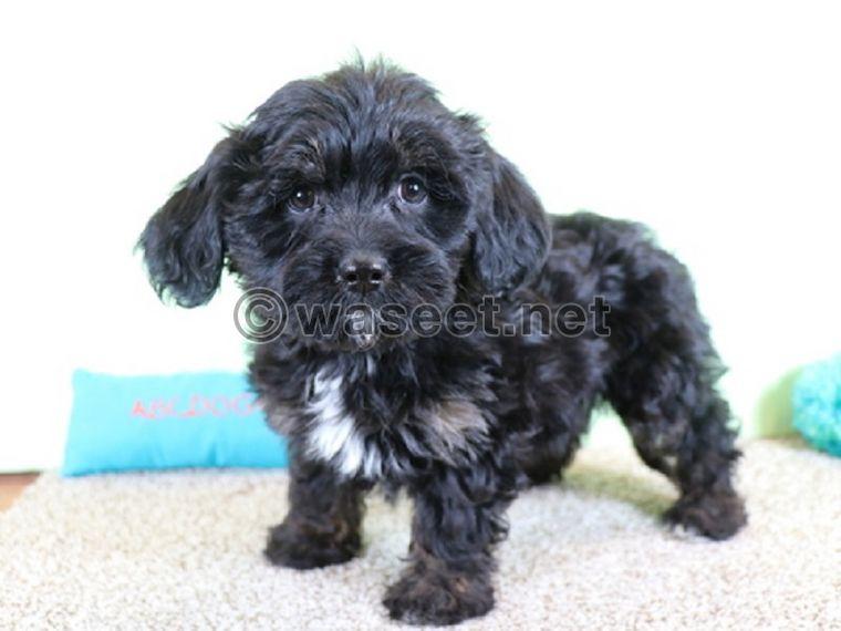 Fluffy Havanese Puppies Available 0