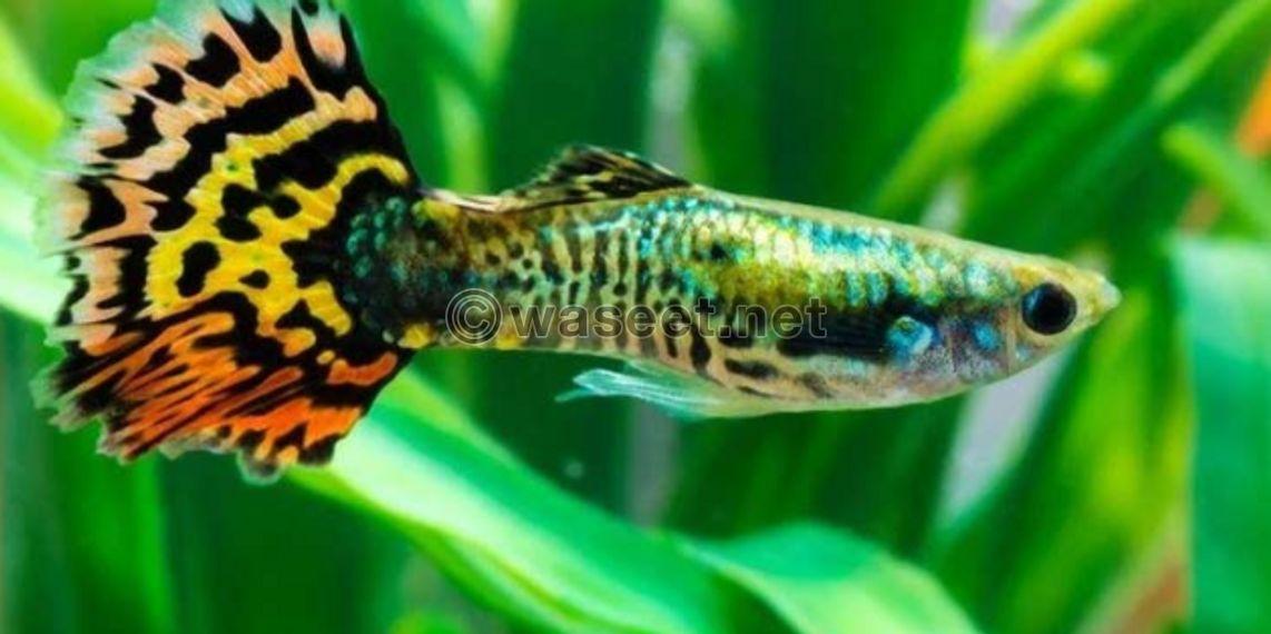 Guppies Female and male 0