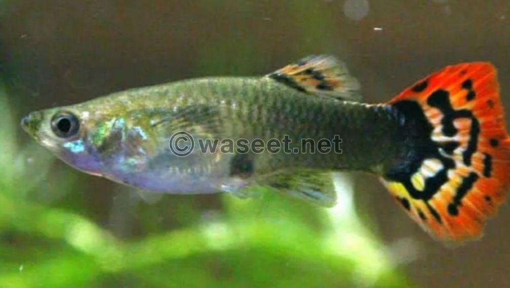 Guppies Female and male 1