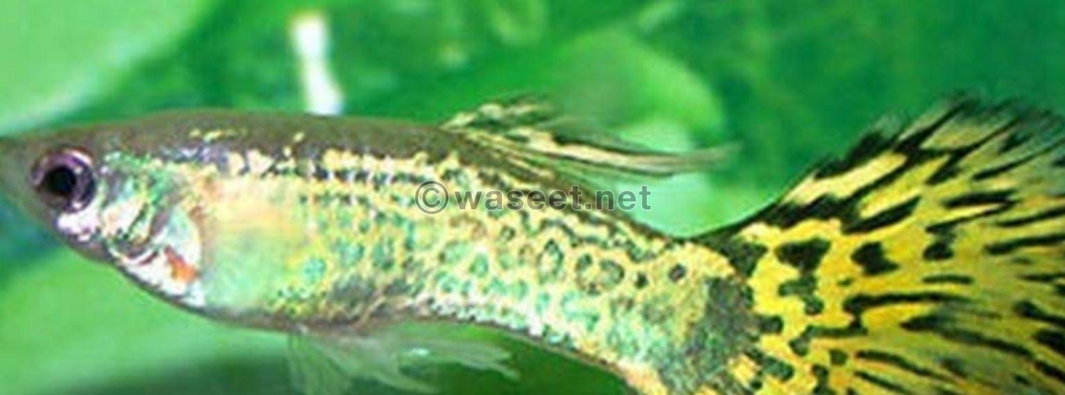 Guppies Female and male 2