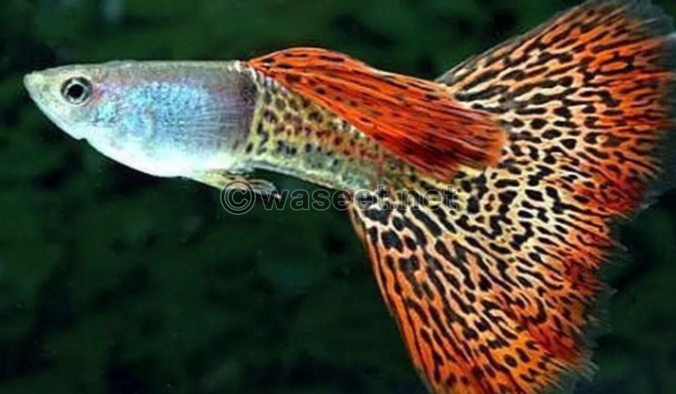 Guppies Female and male 3
