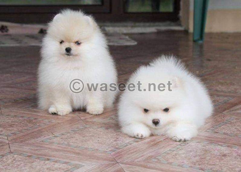 Male and female pomeranian puppies 1