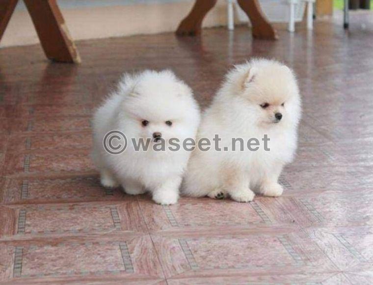 Male and female pomeranian puppies 0