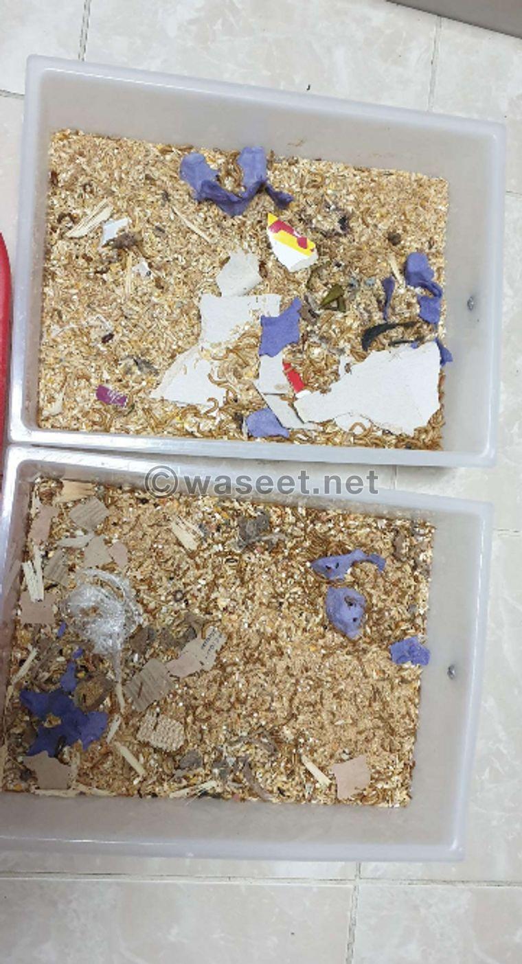 Mealworms & super mealworms 0